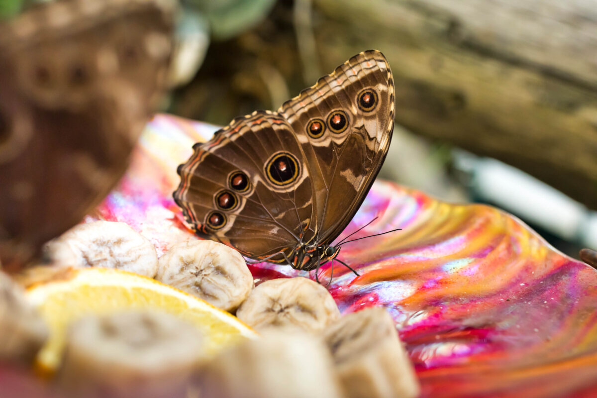 Photograph of a butterfly