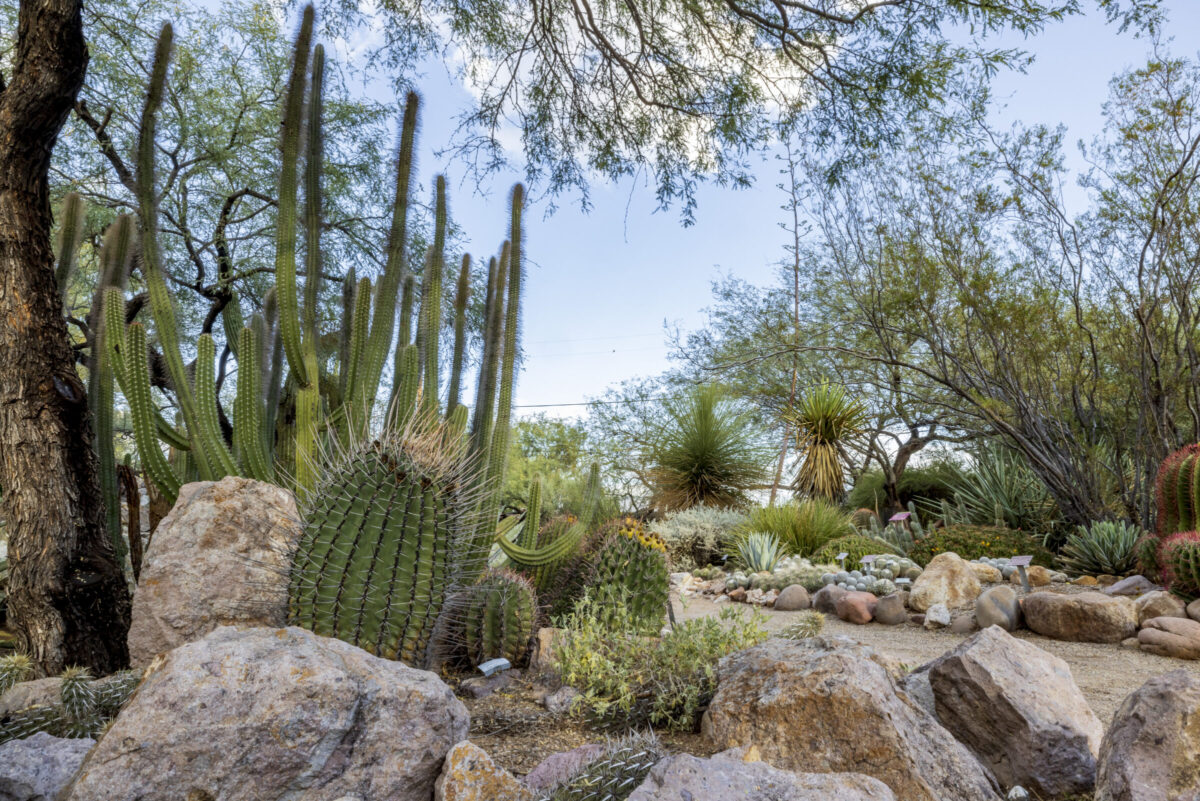 Photograph of the Cactus Garden area