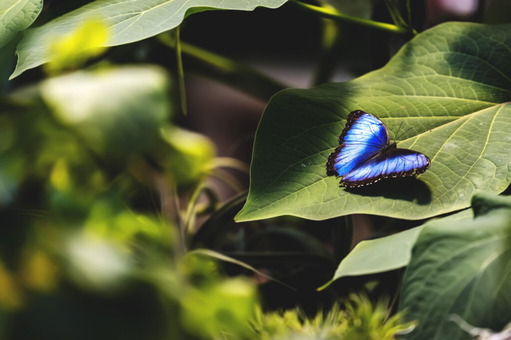 Photograph of a butterfly
