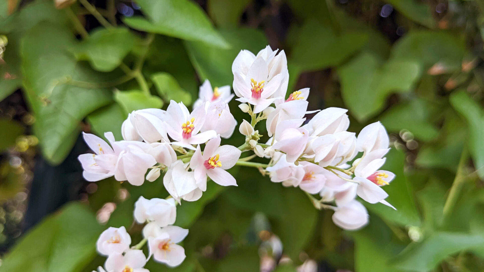Photograph of flowers