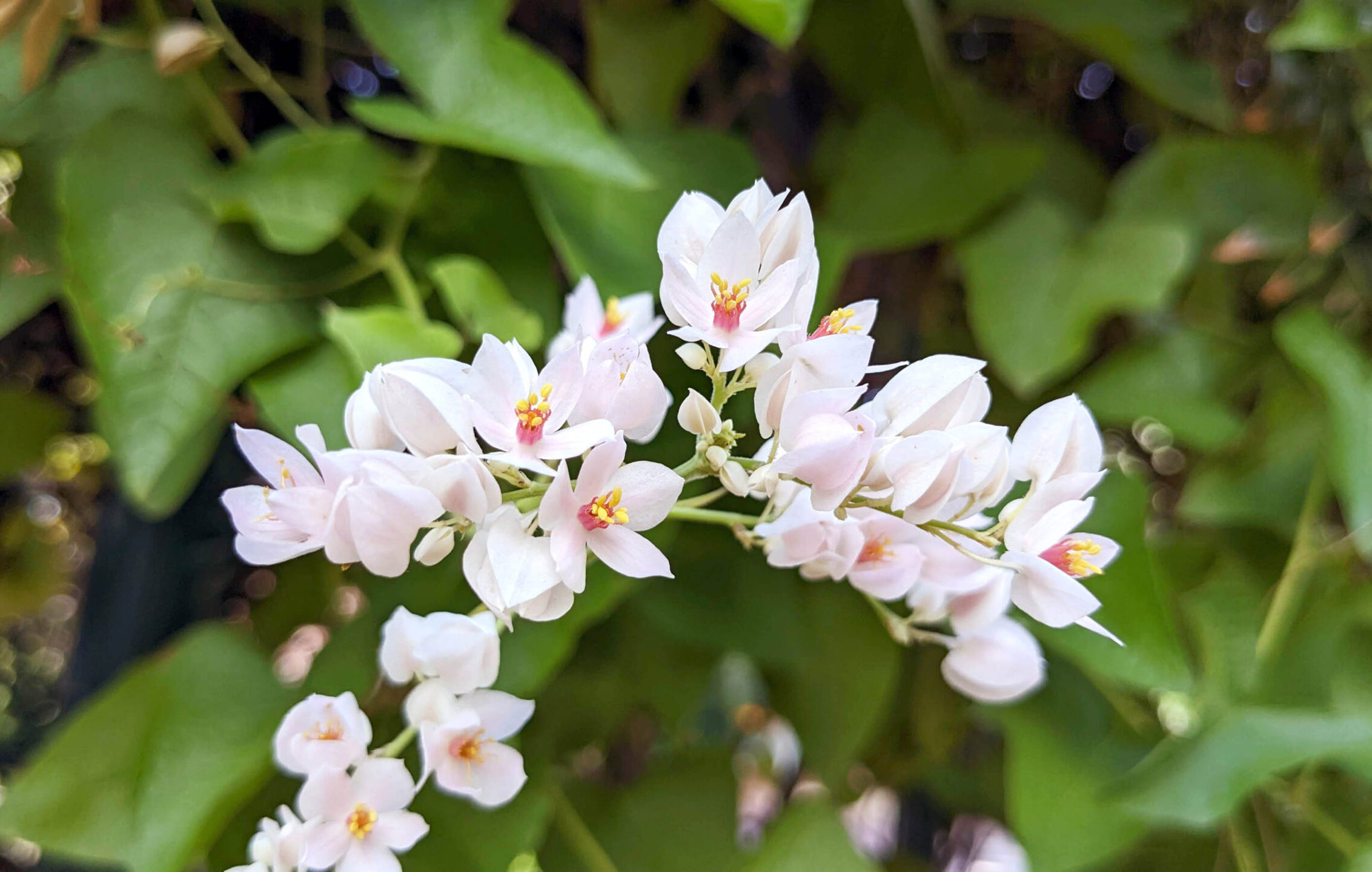 Photograph of flowers