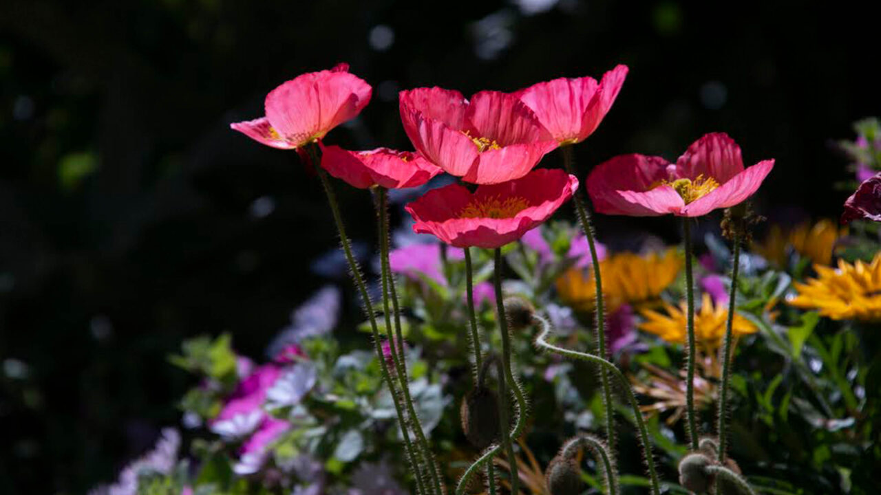 Photograph of flowers