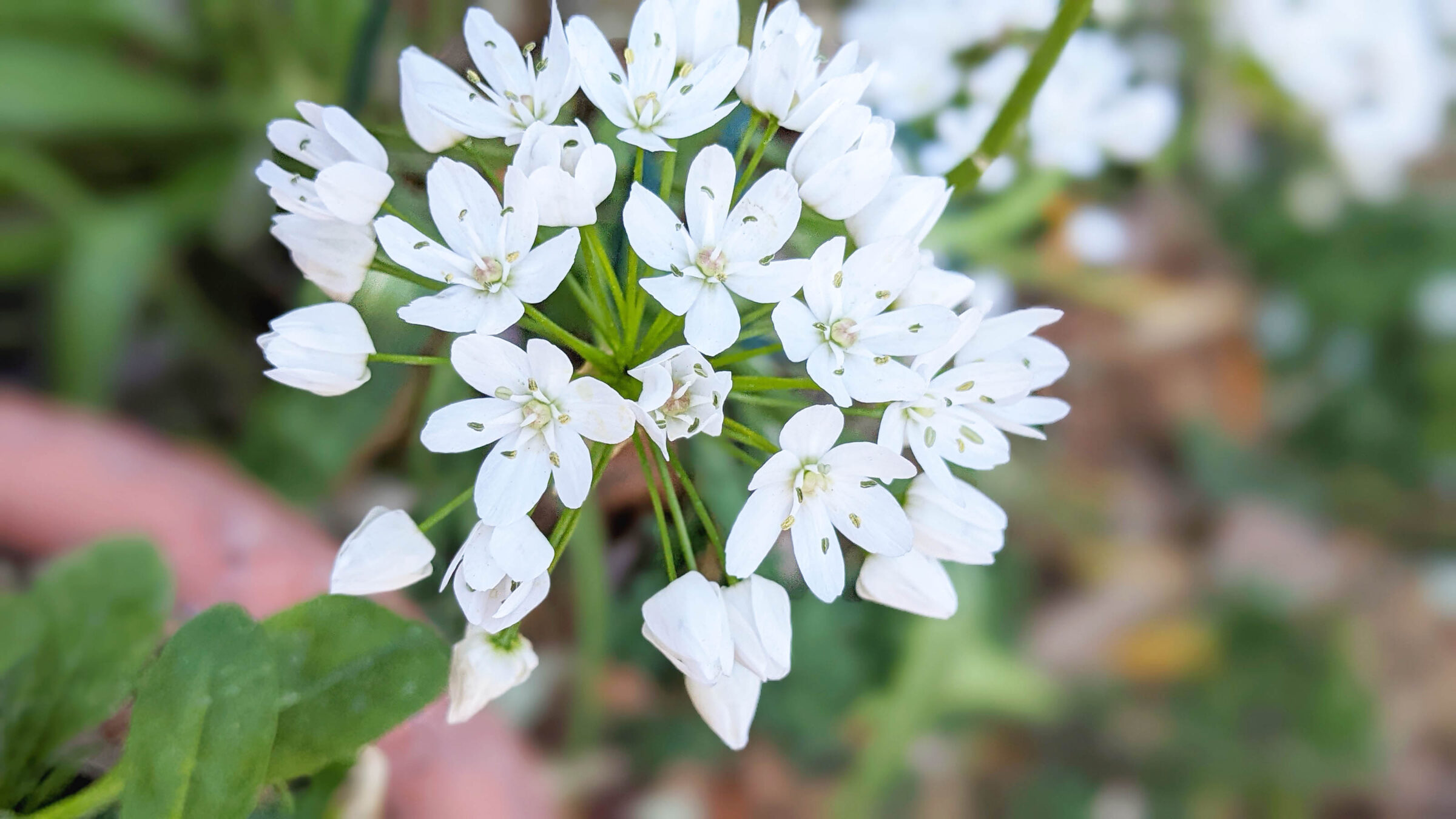 Photograph of flowers