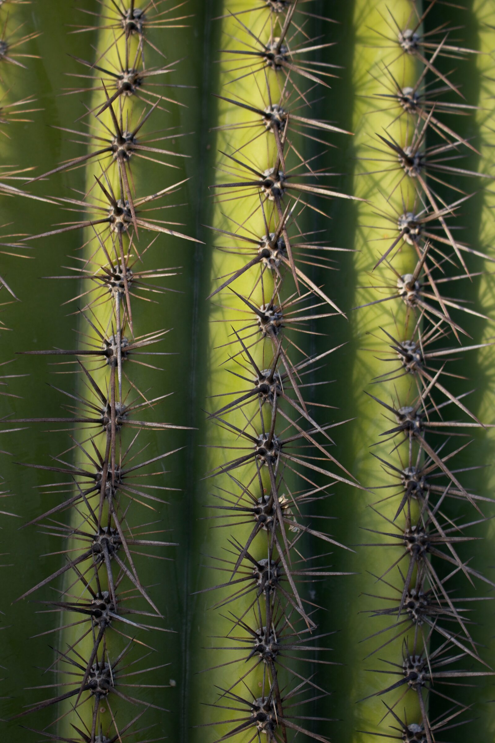 Photograph of cactus