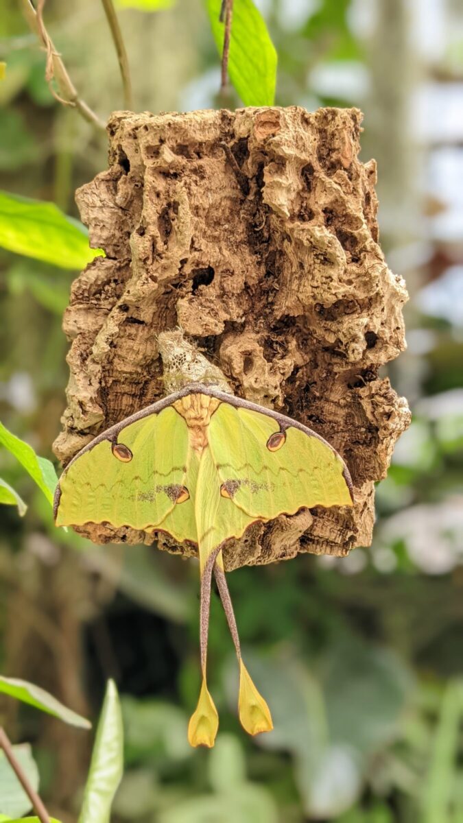 Photograph of a butterfly
