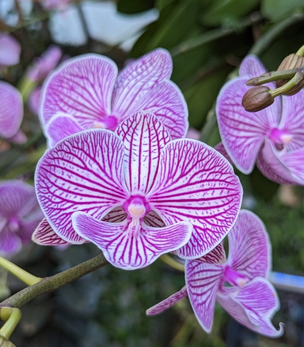 Photograph of flowers