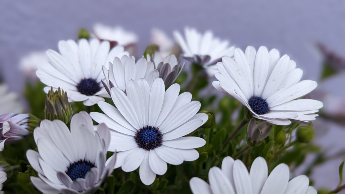 Photograph of flowers
