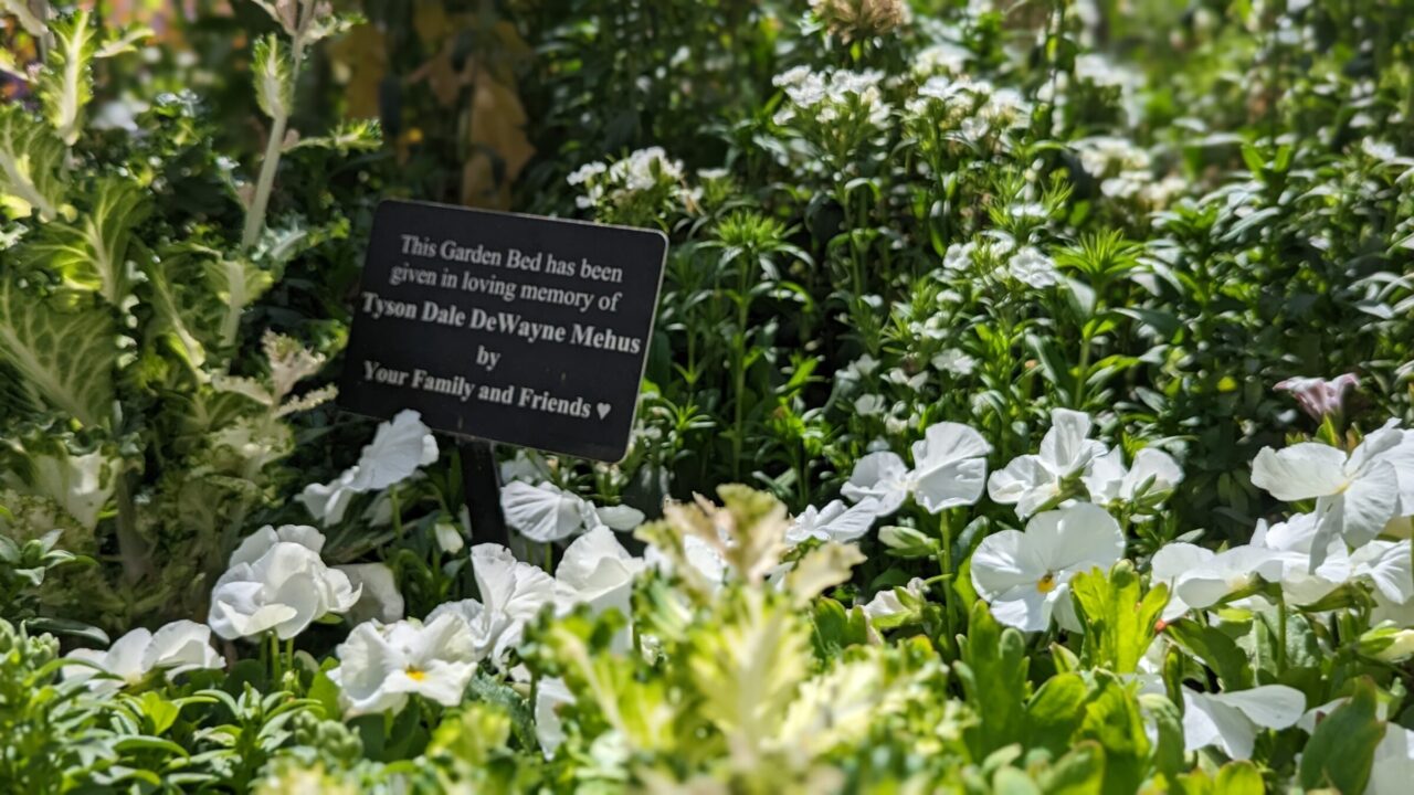 Photograph of garden