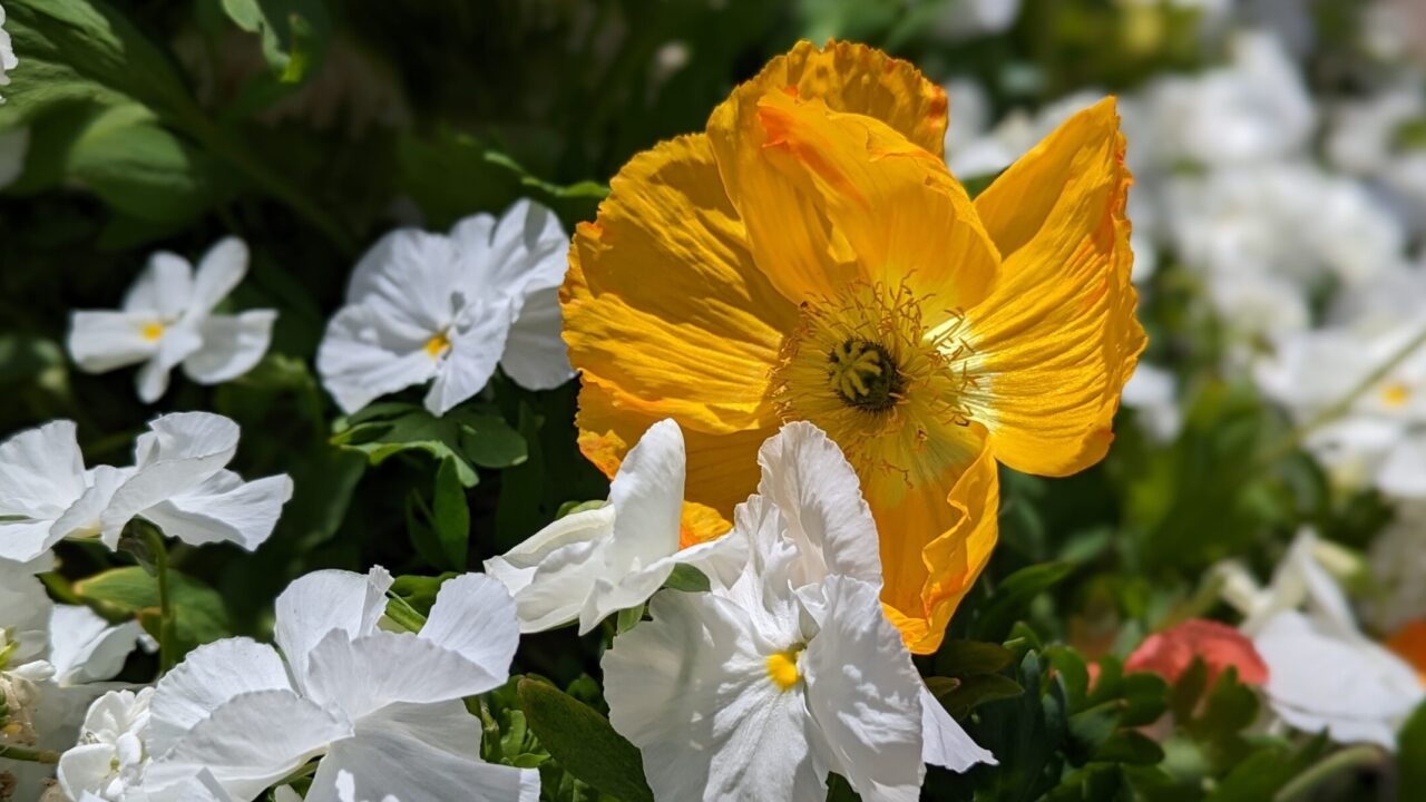 Photograph of flowers