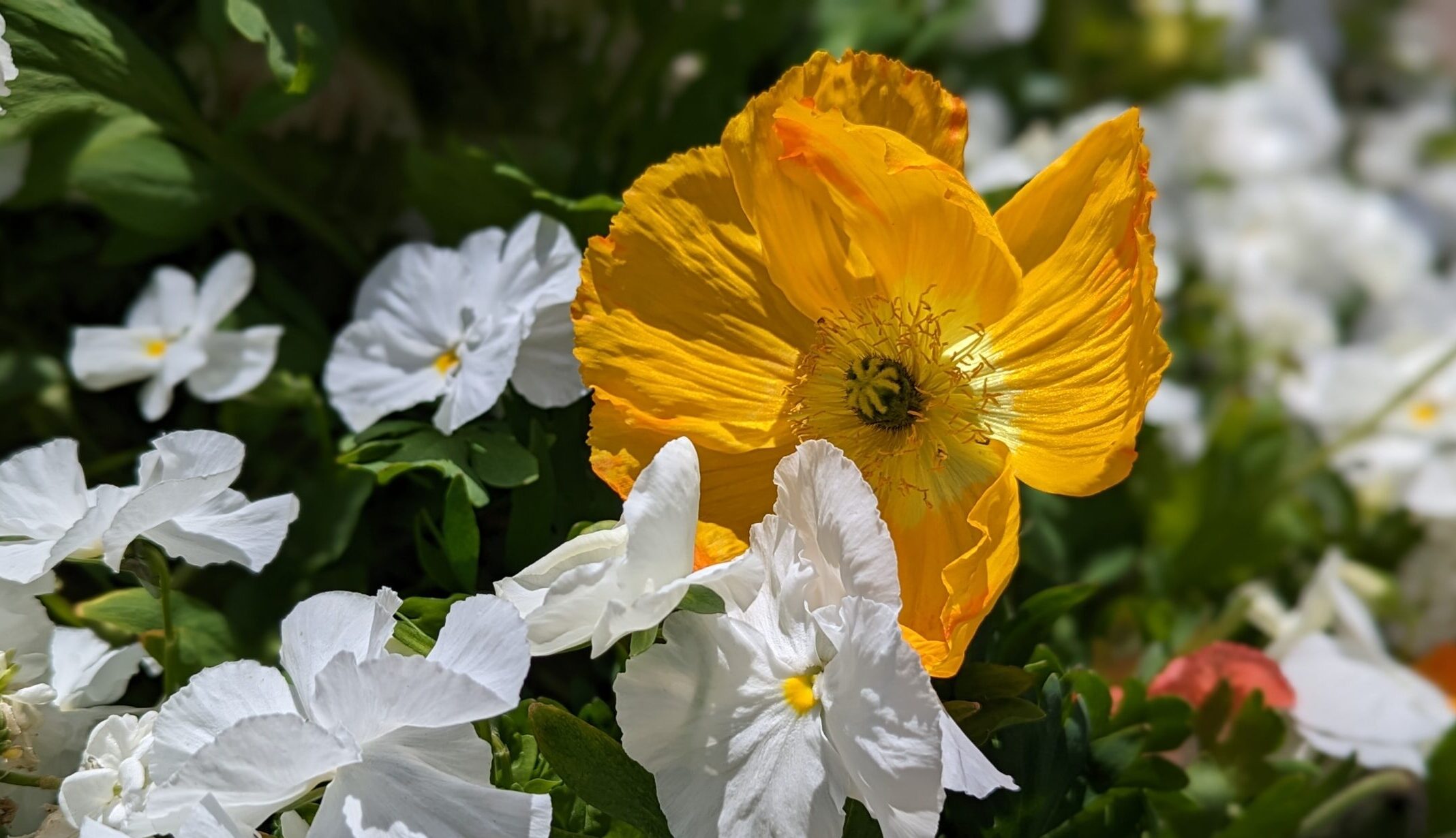 Photograph of flowers