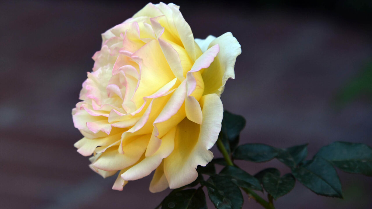 Photograph of flower