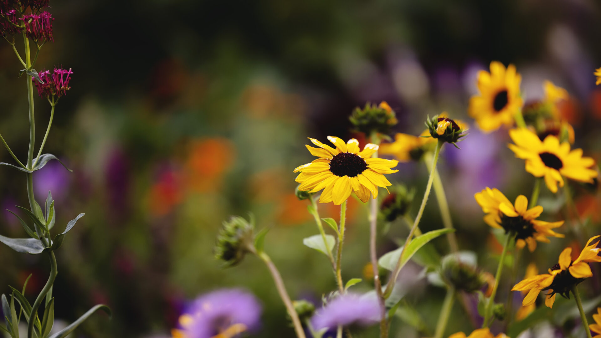 Photograph of flowers