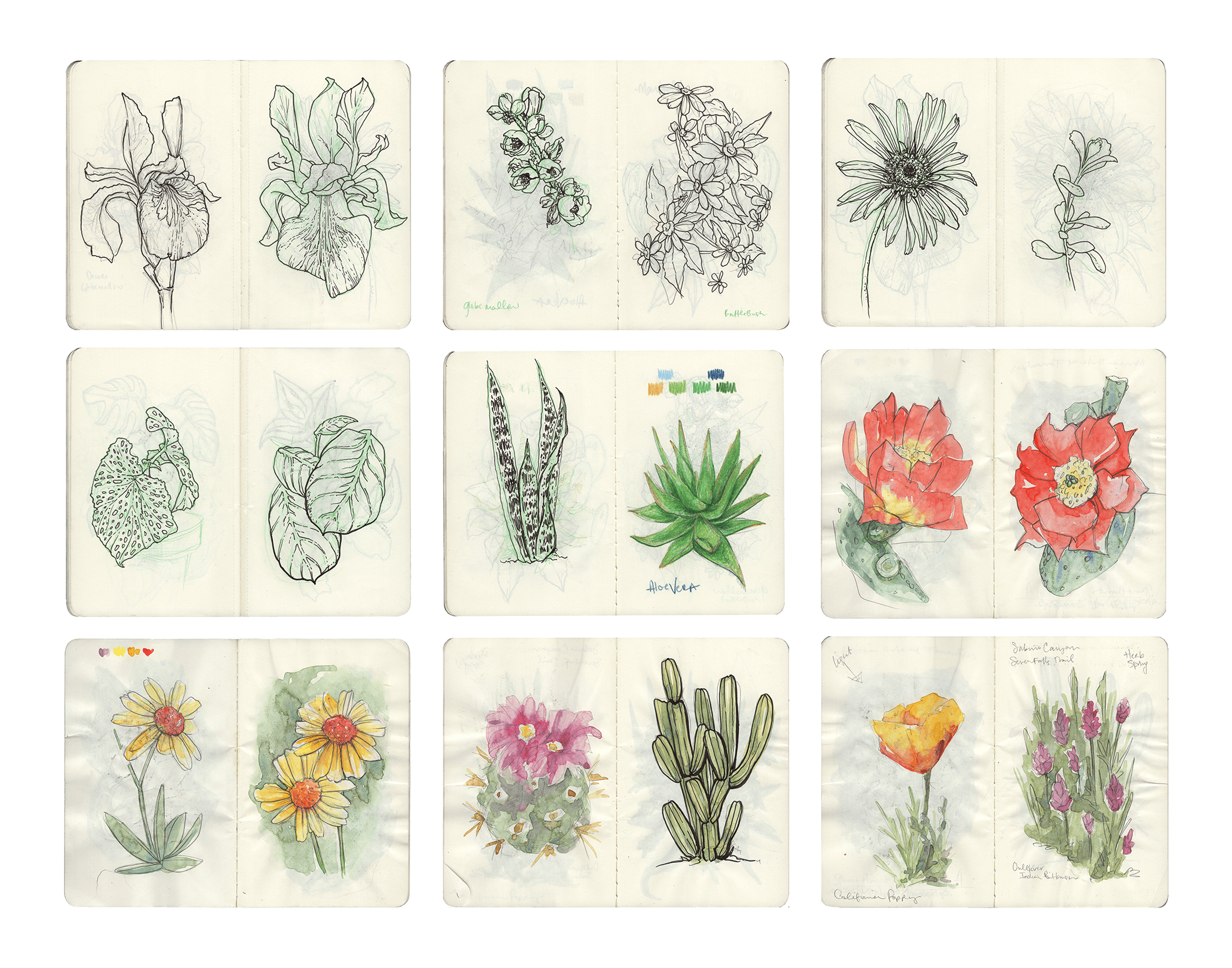 Drawings of plants